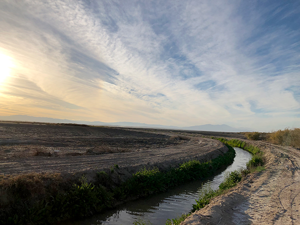 Salton Sea Species Conservation Habitat Project